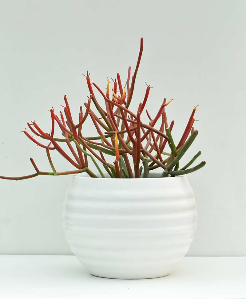 table-top-fiber-planter-sphere-ribbed-6-inch-Njg=