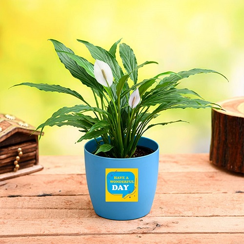 peace-lily-for-wonderful-day---gift-plant-Mzk=